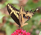 GIANT SWALLOWTAIL (Eurytides marcellus)