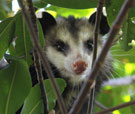 OPOSSUM (Didelphis marupialia)