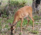 WHITE TAILED DEER (Odocoileus virginianus)