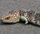 BLUE TOUNGED SKINK. ALSO KNOWN AS BOBTAIL, SHINGLEBACK OR PINECONE