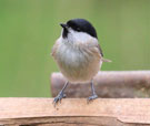 WILLOW TIT (Poecile montanus)