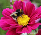 BUMBLE BEE ON COSMOS FLOWER